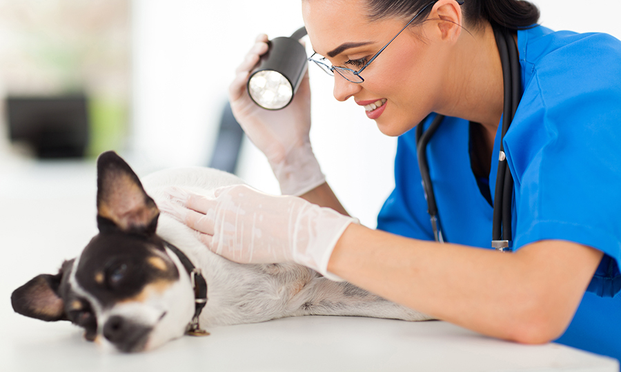veterinarian in blue examining brown and white dog