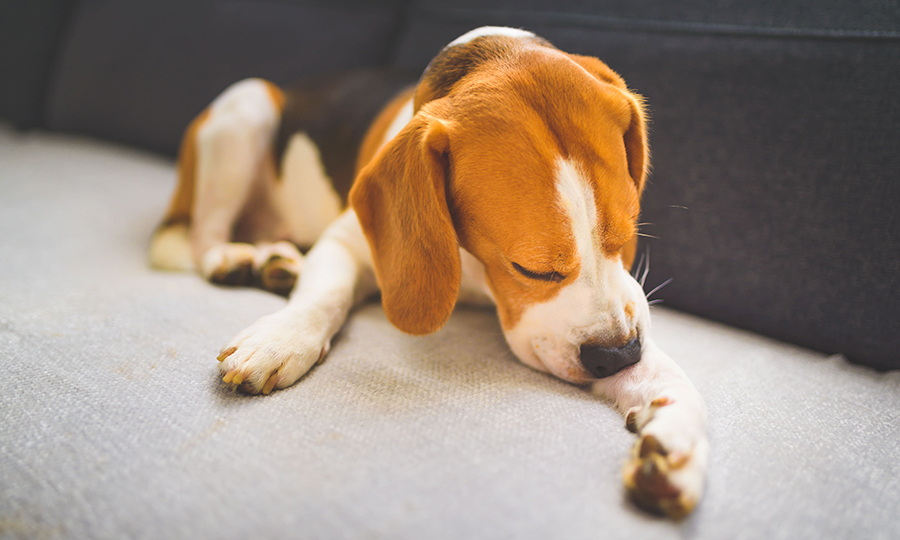 brown black and white dog licking its paw on couch