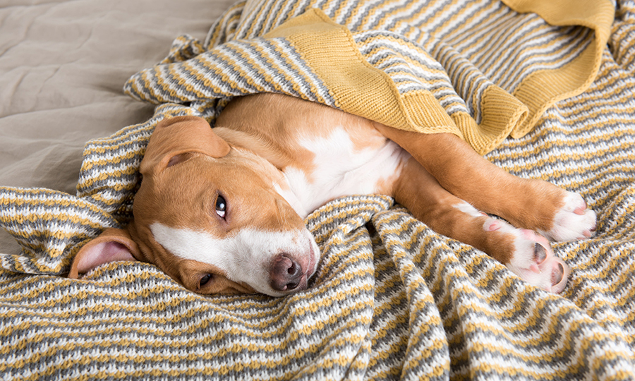 brown and white dog laying on side in multicolored blanket