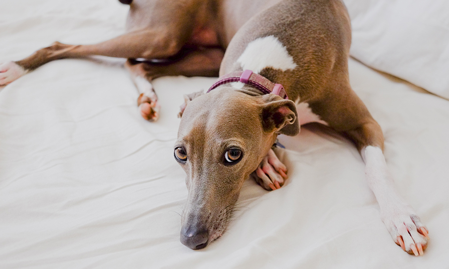 brown and white dog on white sheets resting head on paw