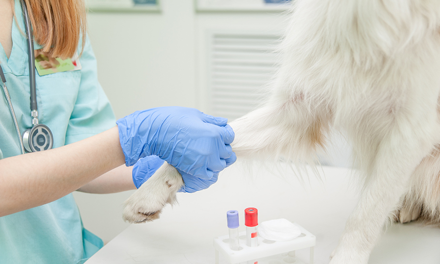 white dog getting blood test administered by veterinarian
