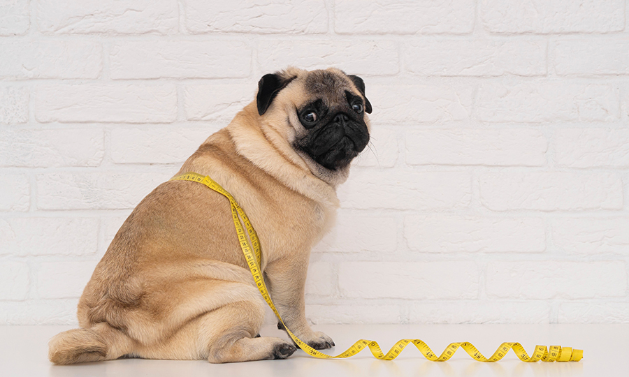 pudgy brown and black dog with tape measure wrapped around its stomach