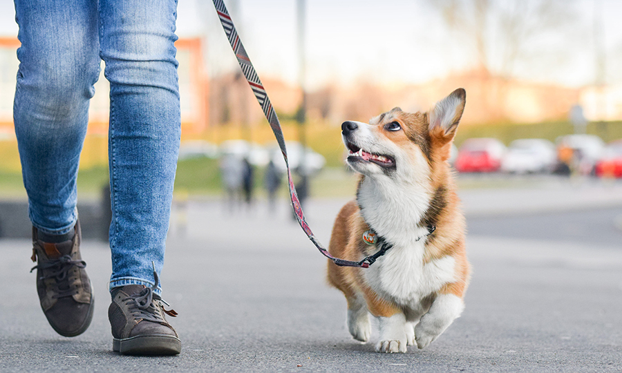 brown and white corgi on leash on a walk with owner in blue jeans