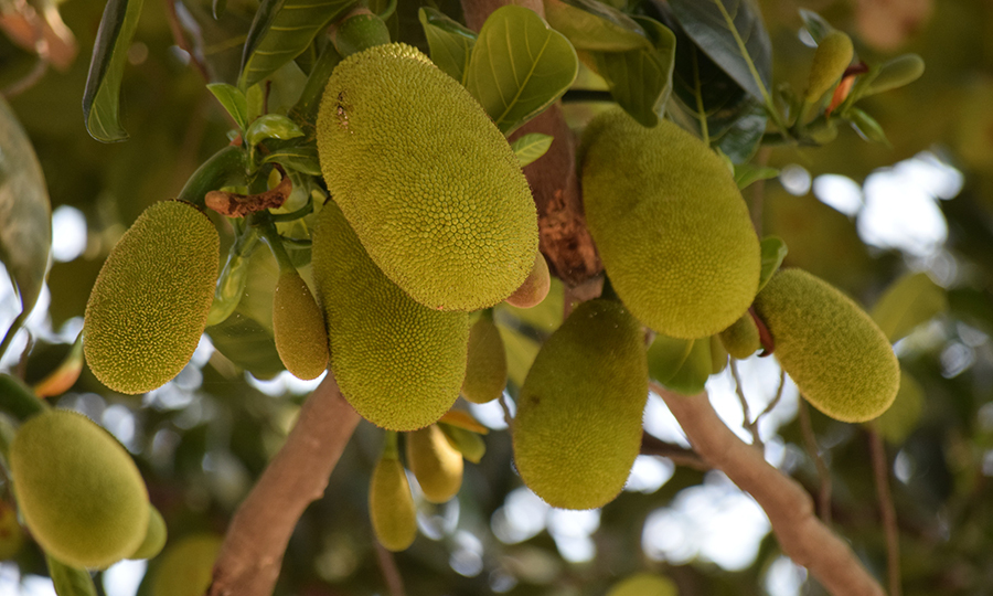 ripe jackfruits hanging off jackfruit tree