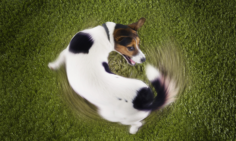 brown black and white dog circling on fake green grass