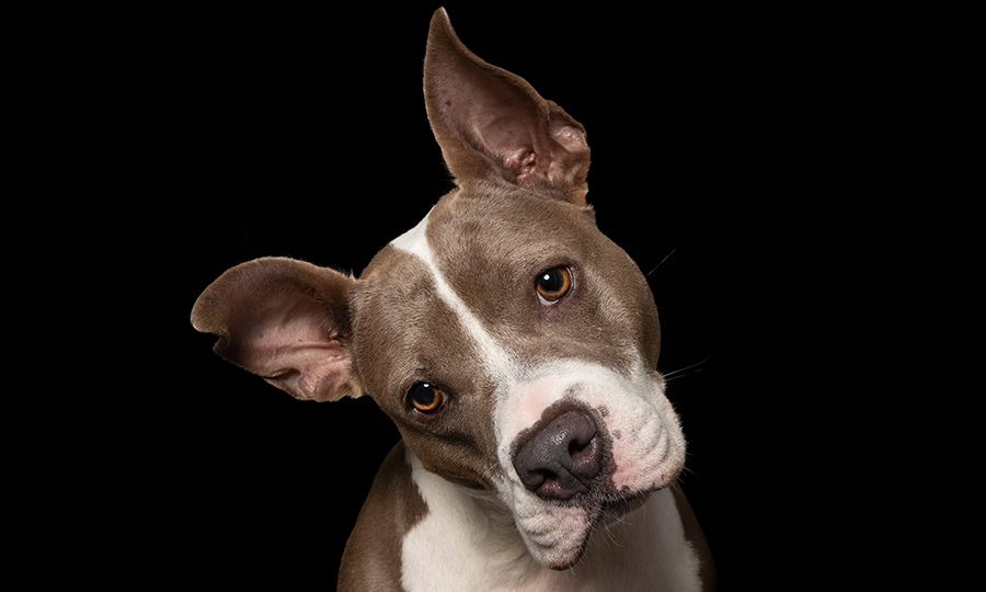 close up of brown and white dog tilting its head