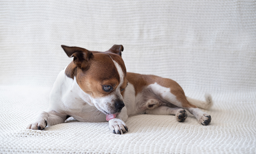 brown and white dog licking its paws on white blanket