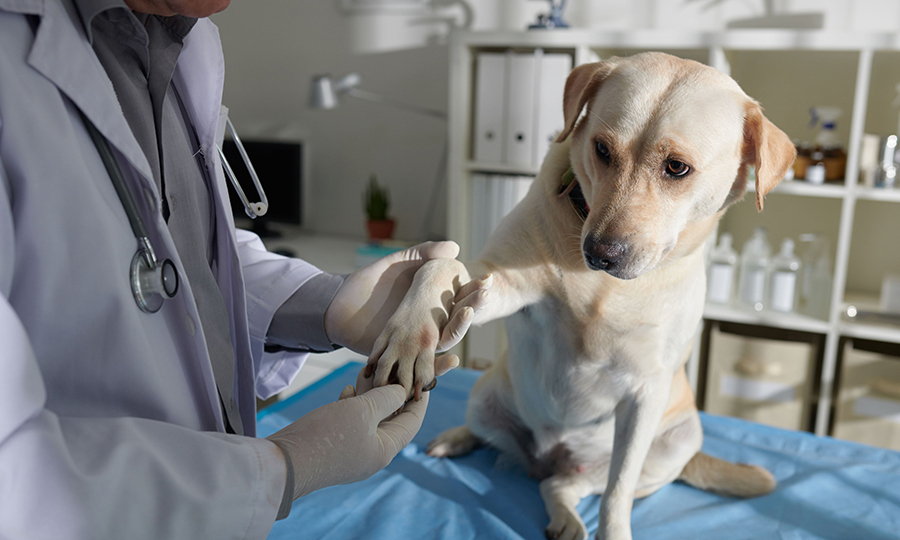 blonde dog with redness on paw examined by veterinarian