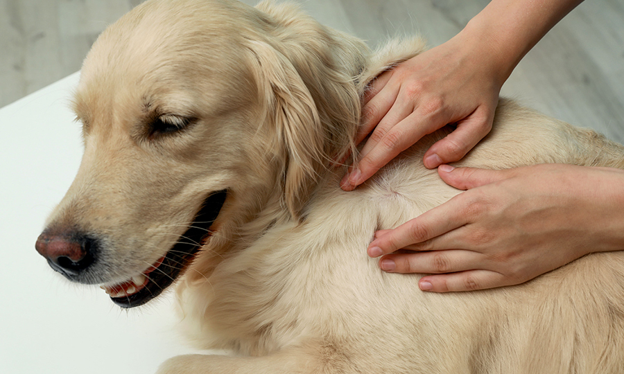 golden retriever examined by veterinarian on table