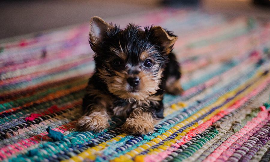 puppy laying on colorful carpet