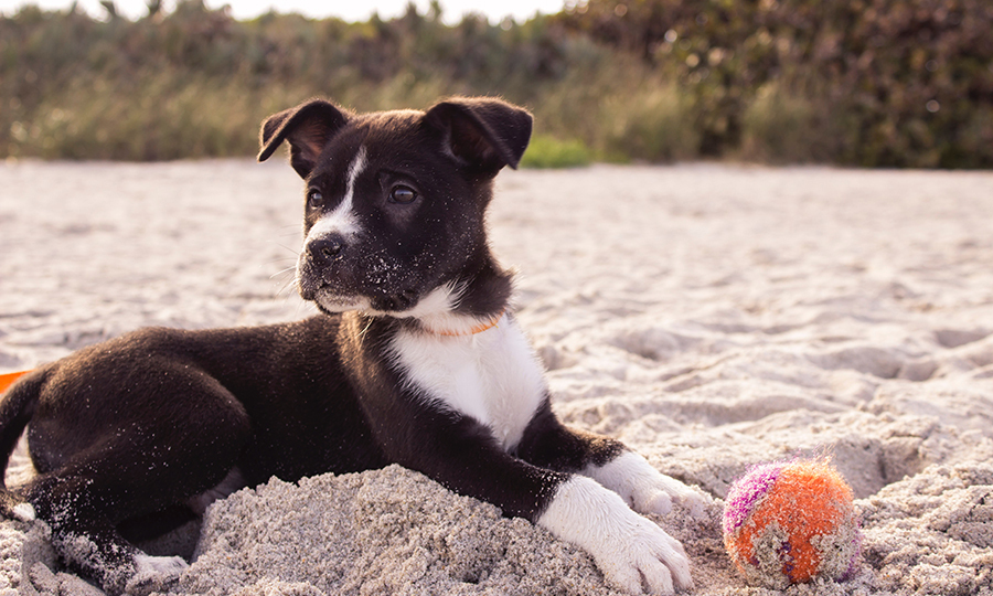 black and white puppy on sandy beach with dog toy