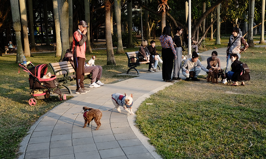 dogs in dog park with many people