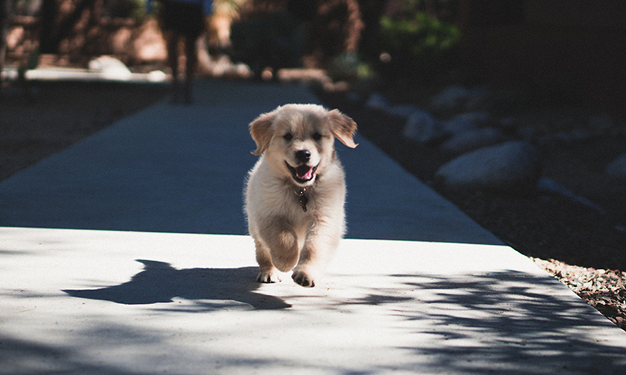 puppy running towards camera on sidewalk