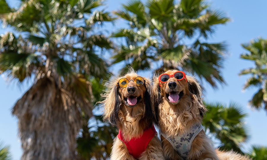 two brown dogs on beach with colorful sunglasses with palm trees behind them