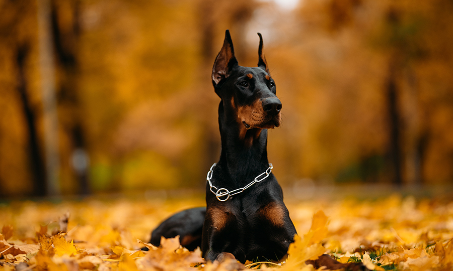 pinscher laying in pile of dead leaves in park with metal collar