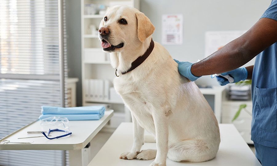 blonde dog on table being examined by veterinarian