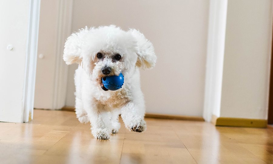 bichon frise running in apartment with blue ball in mouth