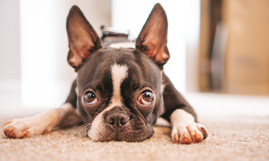 boston terrier laying on the carpet floor of apartment