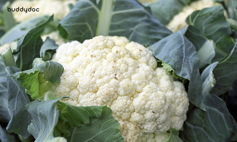 close up of unharvested cauliflower on the ground