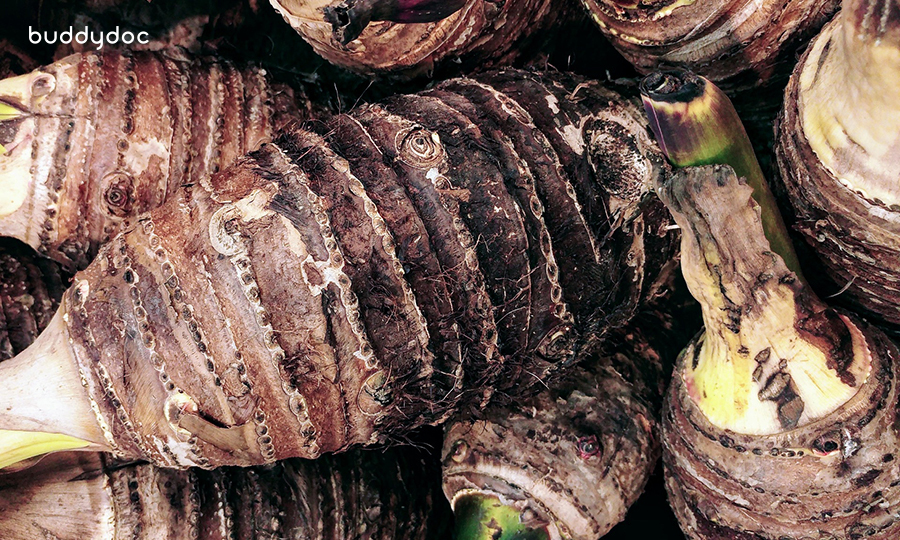 close up of fresh taro roots