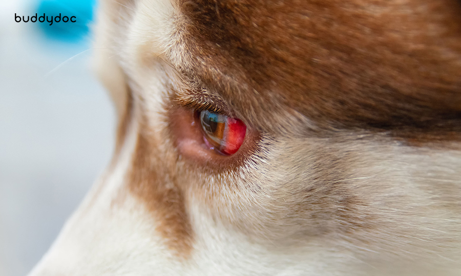 Eye-bleeding-in-dogs-buddydoc