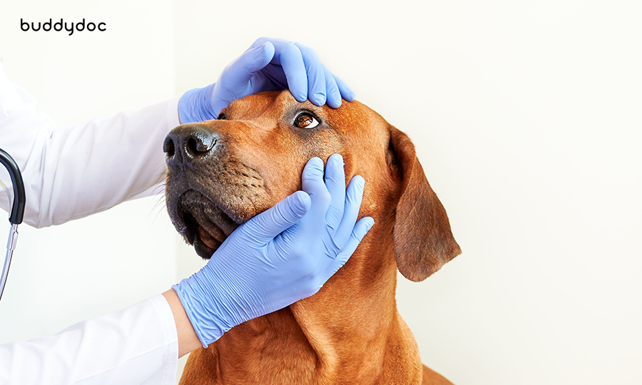 Eye-bleeding-in-dogs-diagnosis-buddydoc