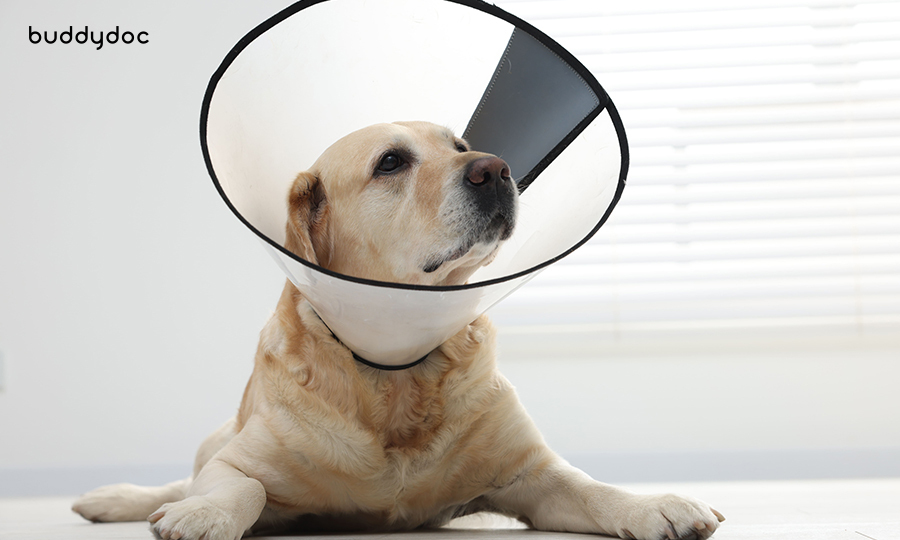 Eye-bleeding-in-dogs-home-treatment-buddydoc