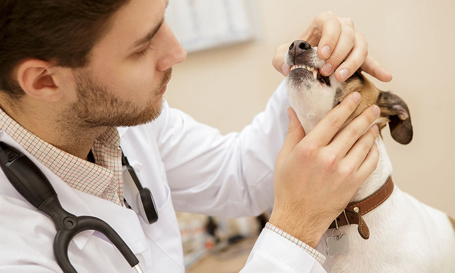 veterinarian holding the jaws of small brown and white dog