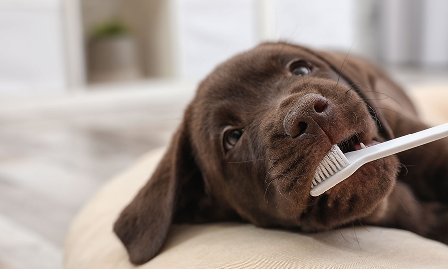 brown puppy having its teeth brushed
