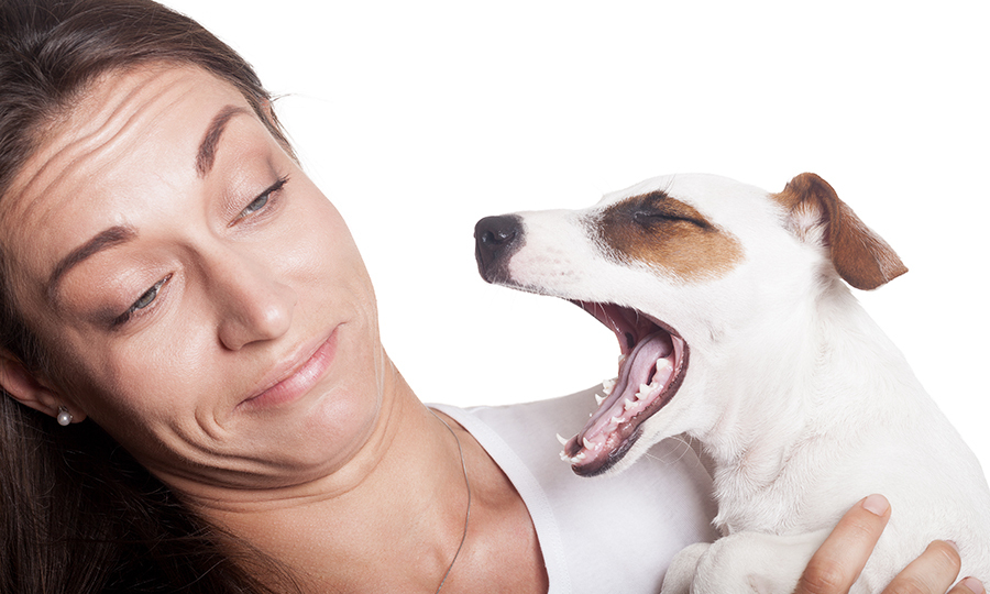 brown and white dog with mouth open next to woman making stink face