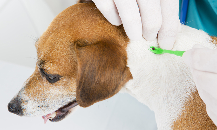 veterinarian with gloves on removing tick from brown and white dog