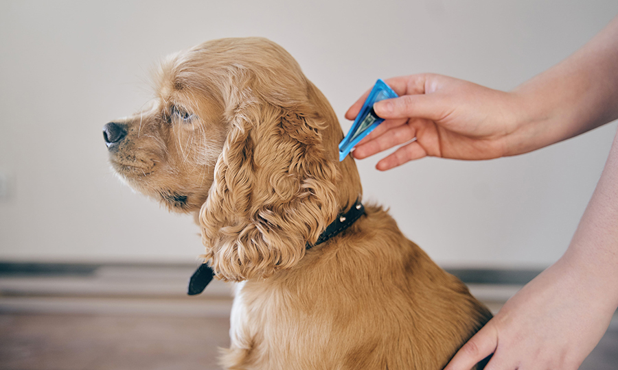 brown dog with black collar on with preventives applied to the back of her neck