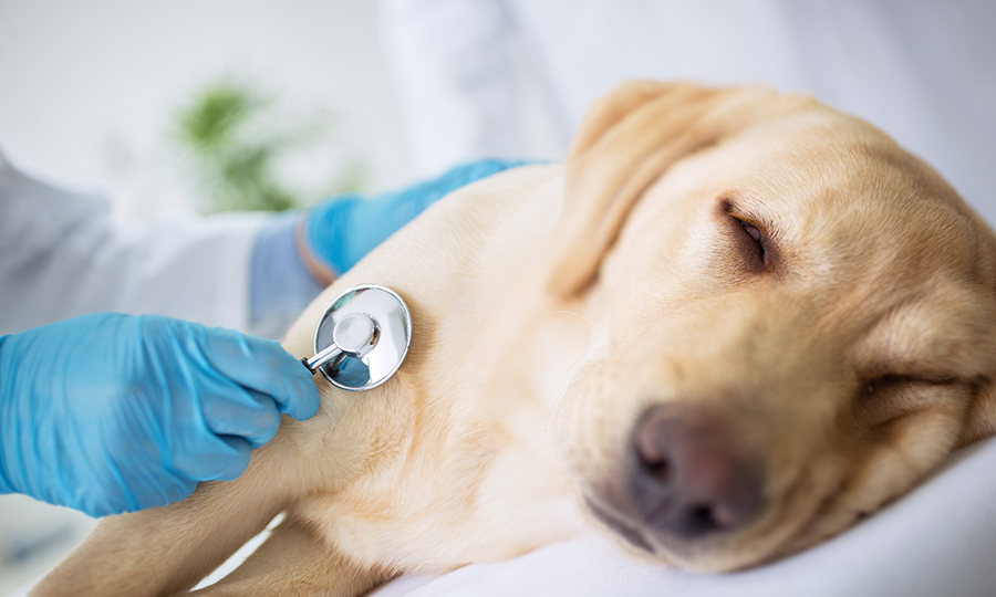 resting tan dog having veterinarian examining her heart rate with stethoscope
