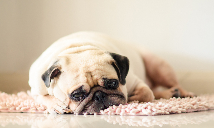 black and tan pug laying on fuzzy carpet