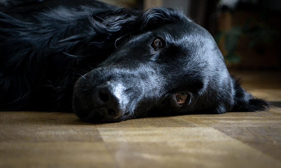 black dog laying on wooden floor