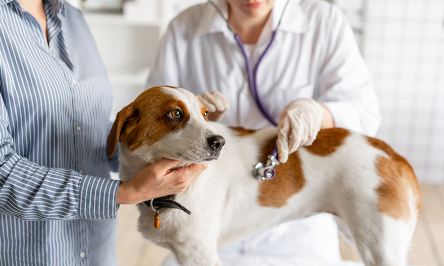 brown and white dog examined by two veterinarians with stethoscope