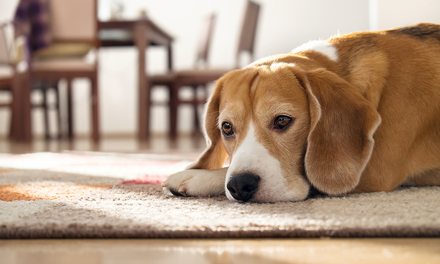 brown and white dog laying on rug in brightly lit room