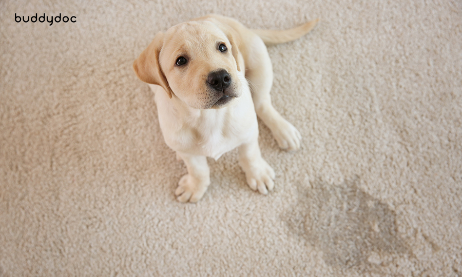 blonde puppy next to soiled carpet