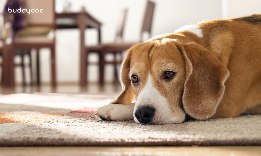 brown and white dog resting on carpet during daytime