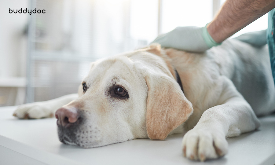veterinarian examining blonde dog laying on veterinary table
