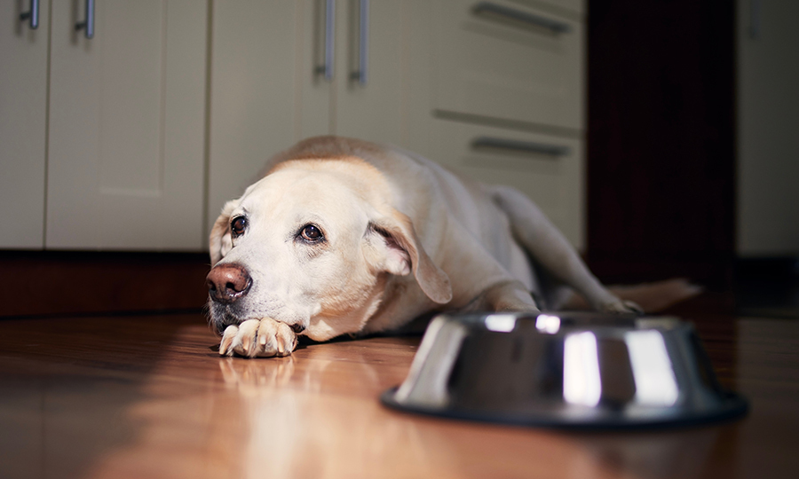 sunlight shining on older dog resting on his paw next to metal dog food bowl