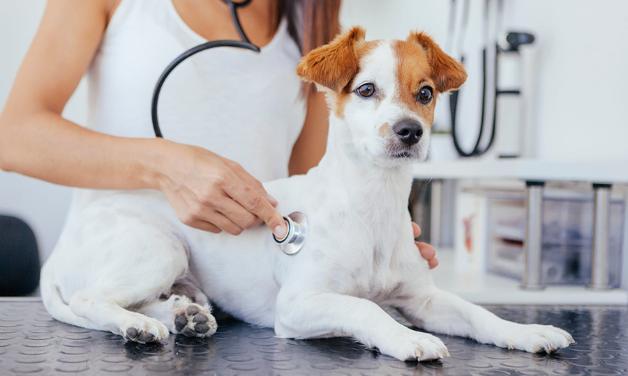 brown and white dog laying on veterinarian table with veterinarian using stethoscope