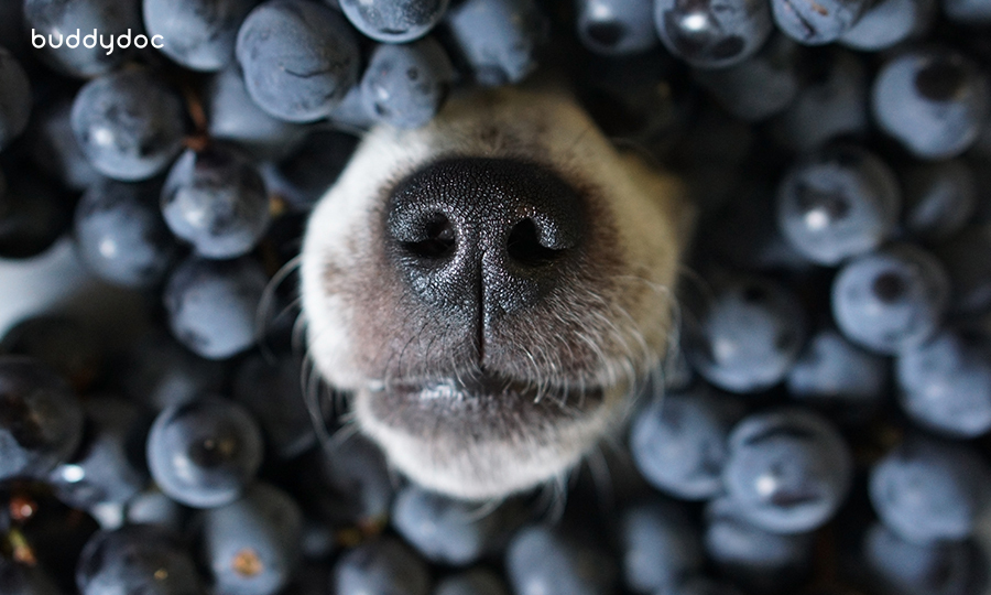 dog nose poking through a pile of blueberries