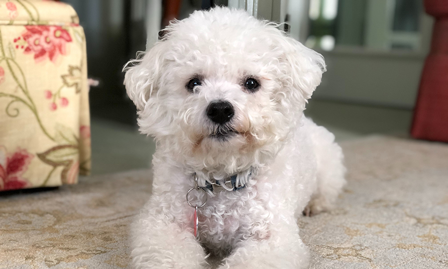 bichon-frises-for-apartments-buddydoc