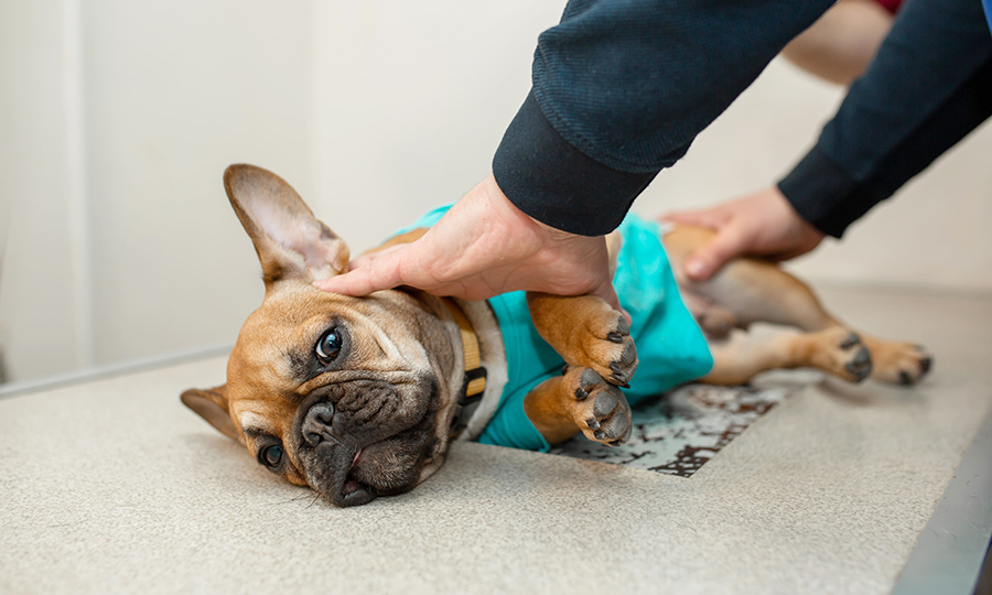 small brown dog examined by veterinarian on table