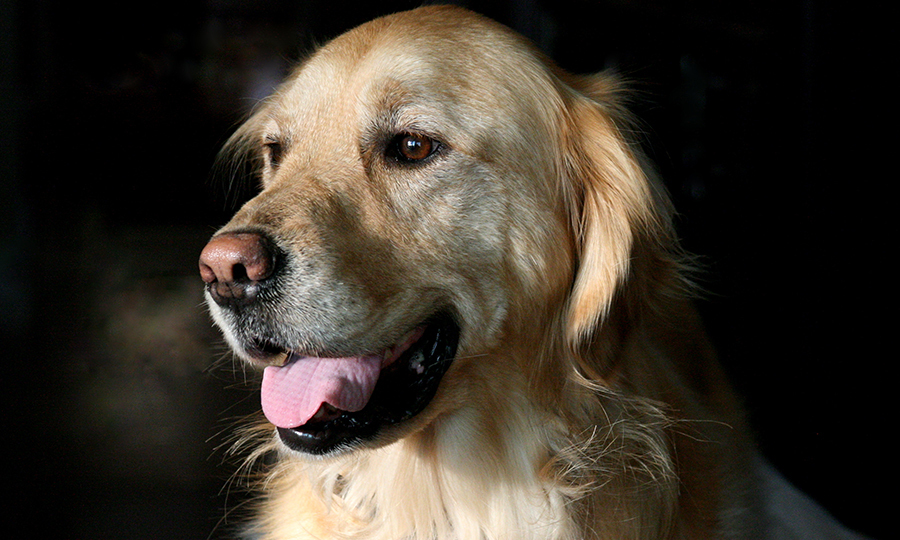 close up of blonde dog with tongue out
