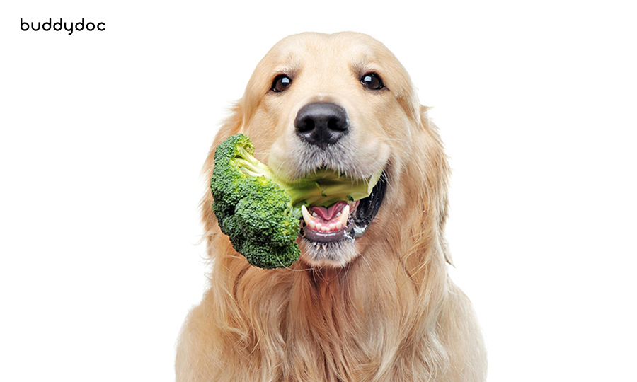 golden retriever with broccoli in its mouth