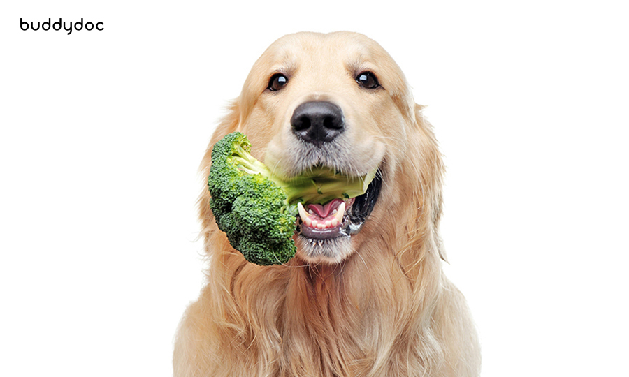 golden retriever with broccoli in its mouth