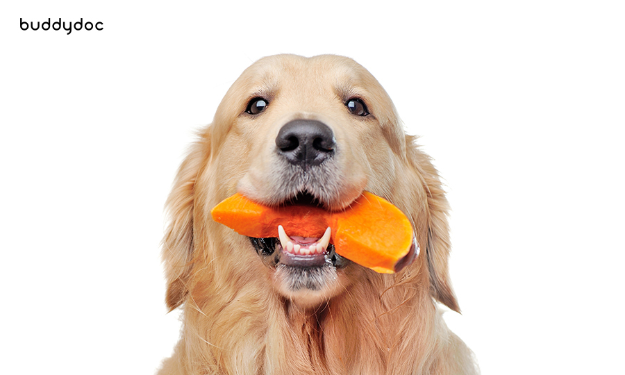 golden retriever with slice of pumpkin in its mouth
