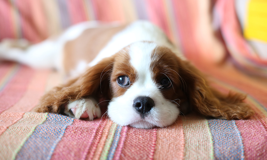 brown and white cavalier spaniel laying on colorful blanket on sofa